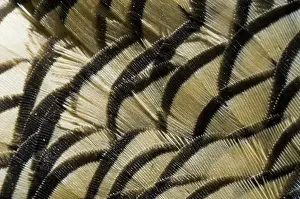 Callipepla: California Quail Breast Feathers