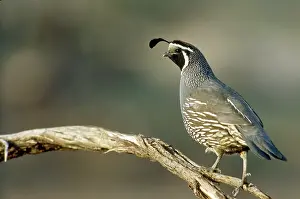 Quails: California Quail (Callipepla californica)