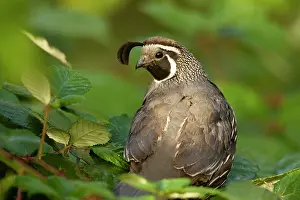 Rick: California Quail (Callipepla californica)