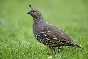 Quails: California Quail - female