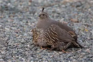 Quails: California Quail - A female sheltering her chicks