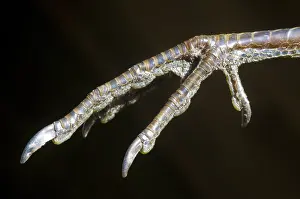 Californica: California Quail Foot