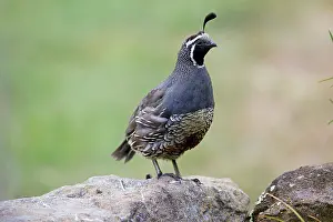 Quails: California Quail - male
