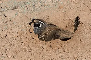 Loose: California Quail male dust bathing in loose dirt