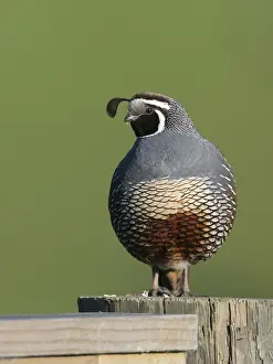 Quail: California Quail - male on fence post