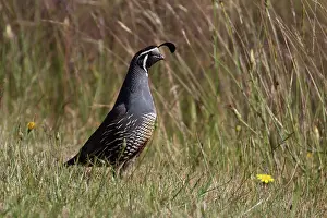 Quails: California Quail - A male in a grassy area - along