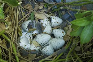 Callipepla: California quail nest post hatching