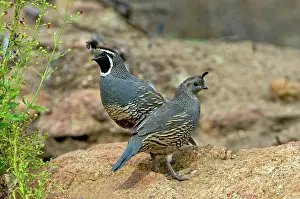 Californica: California Quail pair on rock