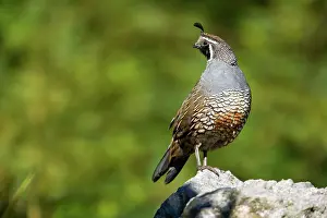 Quails: California Quail - standing on a rock looking out