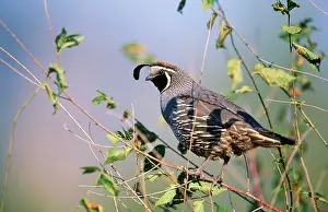 Quails: California Quail - in tree