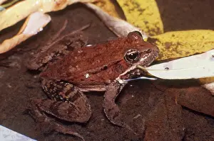 Draytonii: California Red-legged Frog