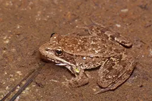 Draytonii: California Red-legged Frog