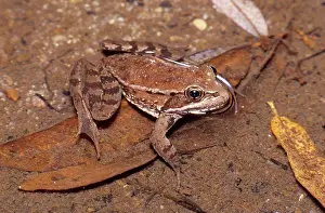 Anurans: California Red-Legged Frog