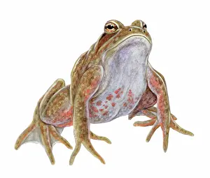 Draytonii: California Red-legged Frog