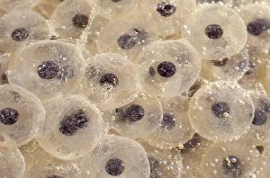 Anurans: California Red-Legged Frog Eggs