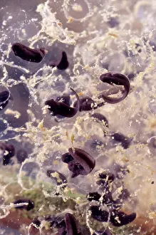 Herps: California Red-Legged Frog Eggs