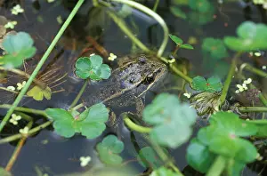 Reyes: California Red-legged Frog (Rana draytonii)