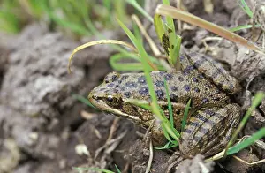 Reyes: California Red-legged Frog (Rana draytonii)