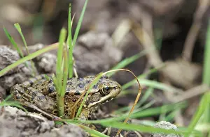 Reyes: California Red-legged Frog (Rana draytonii)