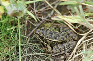 Reyes: California Red-legged Frog (Rana draytonii)