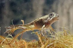 Anurans: California Red-Legged Frog Tadpole