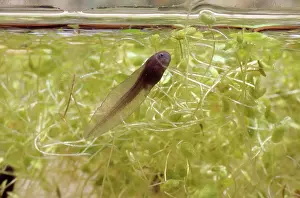 Herps: California Red-Legged Frog Tadpole
