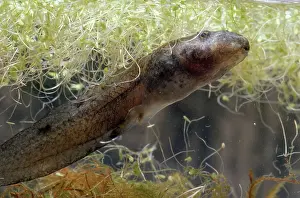 Herps: California Red-Legged Frog Tadpole