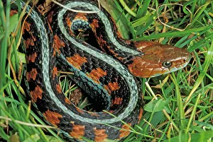 Sided: California Red-sided Garter Snake