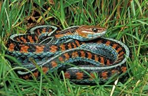Sided: California Red-sided Garter Snake