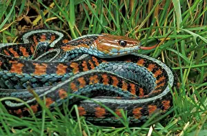 Sided: California Red-sided Garter Snake