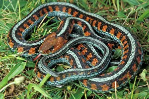 Sided: California Red-sided Garter Snake