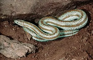 Charina: California Rosy Boa