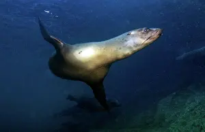 Lea Lee: California Sea lion