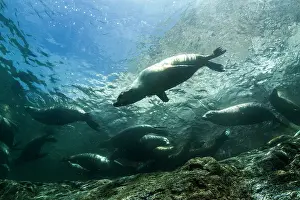 Lea Lee: California Sea lion