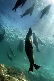 Lea Lee: California Sea lion