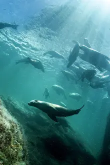 Lea Lee: California Sea lion