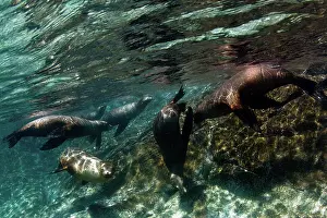Lea Lee: California Sea lion
