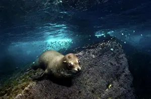 Lea Lee: California Sea lion