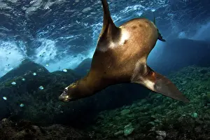 Lea Lee: California Sea lion