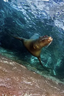 Lea Lee: California Sea lion