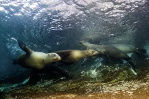 California Sea lion