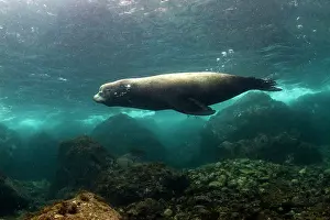 Lea Lee: California Sea lion Bull