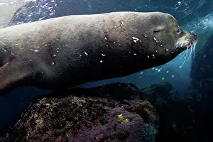Lea Lee: California Sea lion Bull