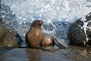 Diego: California sea lion La Jolla, California