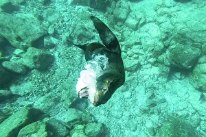 Zalophus: California Sea Lion showing playful behaviour