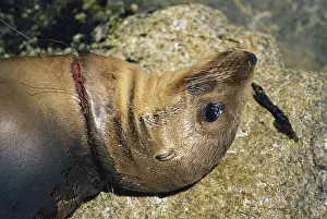 Tangled: California Sea Lion Strangled by Fishnet