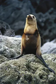 Tangled: California Sea Lion Tangled in Fishnet