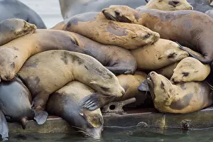Sealion: California sea lion (Zalophus californianus) crowding