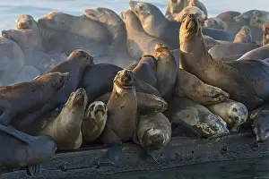 Sealion: California sea lion (Zalophus californianus) crowding