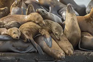 Sealion: California sea lion (Zalophus californianus) crowding